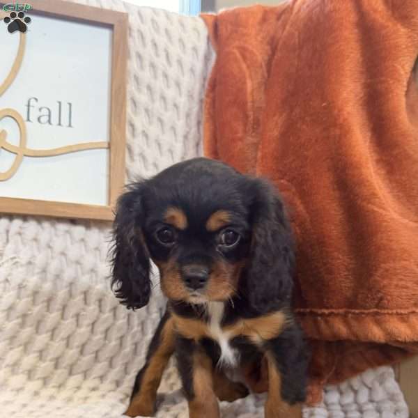 Bailey, Cavalier King Charles Spaniel Puppy